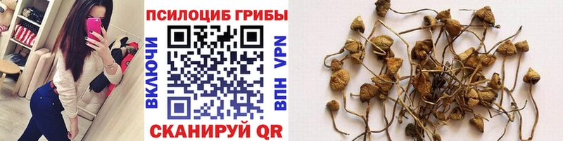 где купить наркоту Новотроицк Галлюциногенные грибы прущие грибы